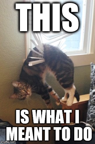 This is what I meant to do | THIS; IS WHAT I MEANT TO DO | image tagged in stuck,funny cat | made w/ Imgflip meme maker