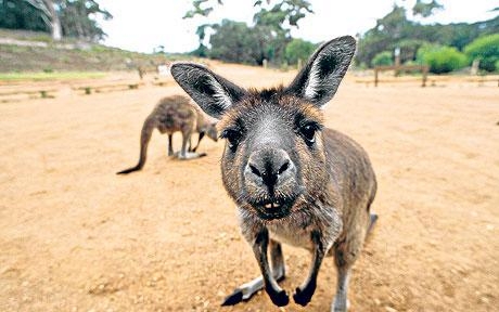 Nosy Kangaroo Blank Meme Template