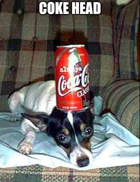 Coke head  | COKE HEAD | image tagged in dog,coke | made w/ Imgflip meme maker