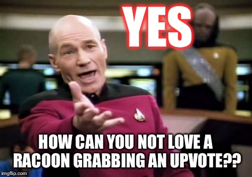 Picard Wtf Meme | YES HOW CAN YOU NOT LOVE A RACOON GRABBING AN UPVOTE?? | image tagged in memes,picard wtf | made w/ Imgflip meme maker