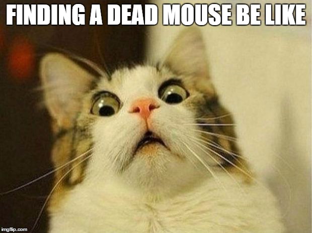 Scared Cat Meme | FINDING A DEAD MOUSE BE LIKE | image tagged in memes,scared cat | made w/ Imgflip meme maker
