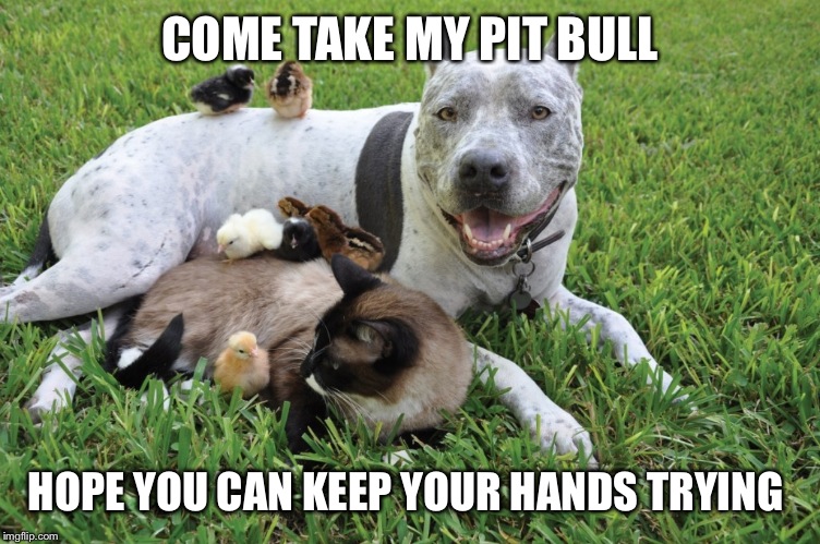 COME TAKE MY PIT BULL; HOPE YOU CAN KEEP YOUR HANDS TRYING | image tagged in pit bull pack | made w/ Imgflip meme maker