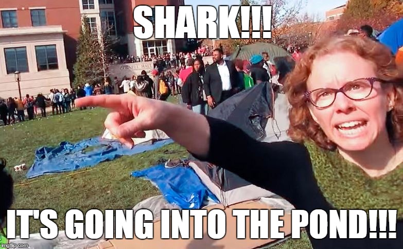 SHARK!!! IT'S GOING INTO THE POND!!! | image tagged in shark | made w/ Imgflip meme maker