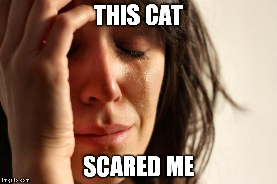 First World Problems Meme | THIS CAT SCARED ME | image tagged in memes,first world problems | made w/ Imgflip meme maker