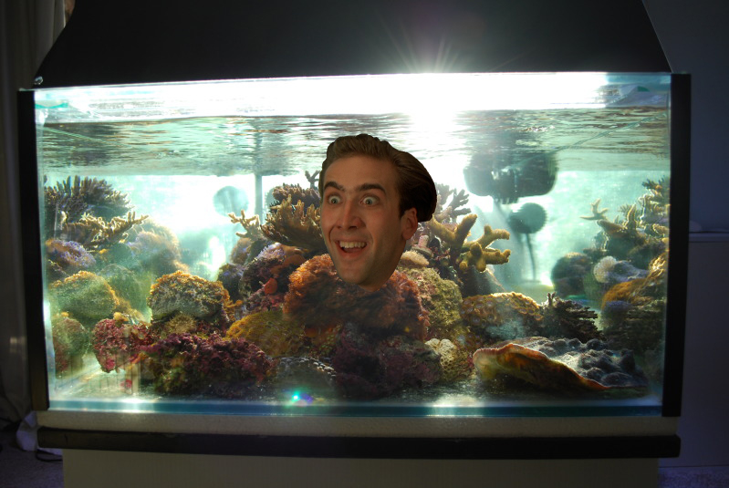 High Quality Age of Nic Cage in Aquariums Blank Meme Template