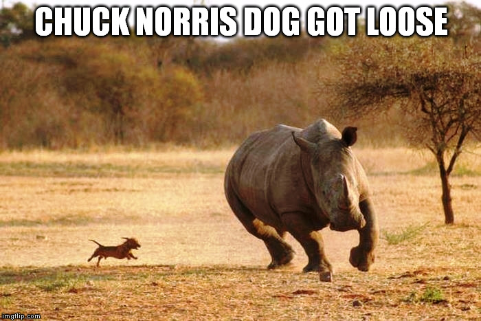 Dogs don't know size | CHUCK NORRIS DOG GOT LOOSE | image tagged in memes | made w/ Imgflip meme maker