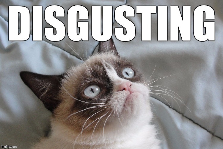 Grumpy Cat | DISGUSTING | image tagged in grumpy cat | made w/ Imgflip meme maker