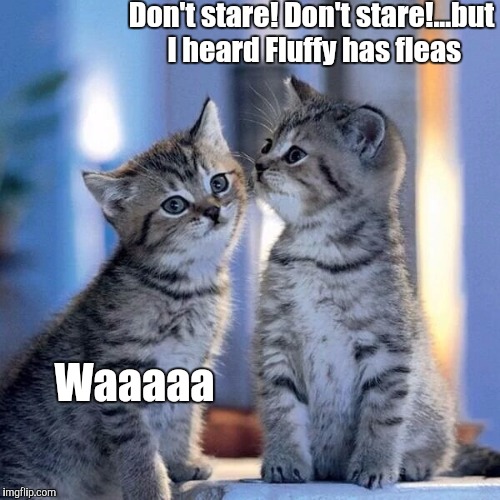 Don't stare! Don't stare!...but I heard Fluffy has fleas; Waaaaa | image tagged in cats | made w/ Imgflip meme maker