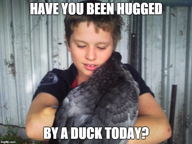Have you been hugged | HAVE YOU BEEN HUGGED; BY A DUCK TODAY? | image tagged in animals | made w/ Imgflip meme maker