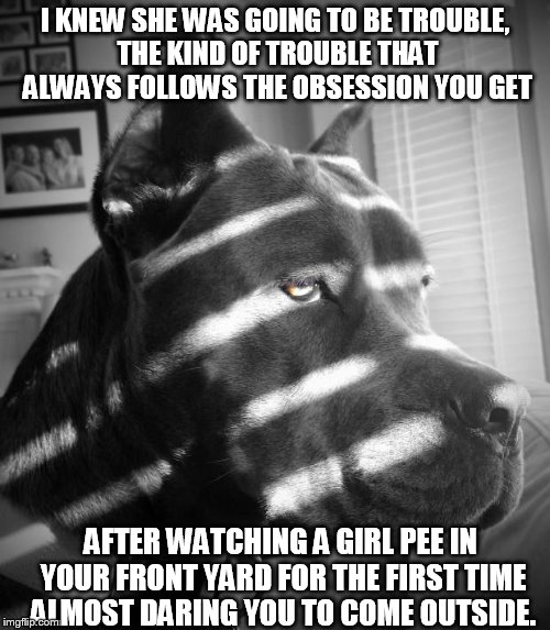 noir dog | I KNEW SHE WAS GOING TO BE TROUBLE, THE KIND OF TROUBLE THAT ALWAYS FOLLOWS THE OBSESSION YOU GET; AFTER WATCHING A GIRL PEE IN YOUR FRONT YARD FOR THE FIRST TIME ALMOST DARING YOU TO COME OUTSIDE. | image tagged in noir dog,memes,funny,dogs | made w/ Imgflip meme maker