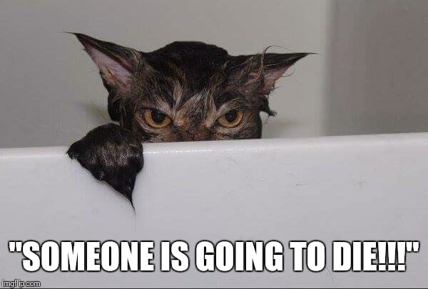 "Whoever did this?..." | "SOMEONE IS GOING TO DIE!!!" | image tagged in memes,funny memes,cats,grumpy cat,angry wet cat | made w/ Imgflip meme maker