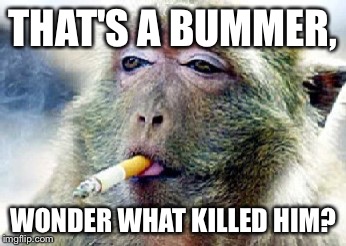 THAT'S A BUMMER, WONDER WHAT KILLED HIM? | image tagged in smokin | made w/ Imgflip meme maker