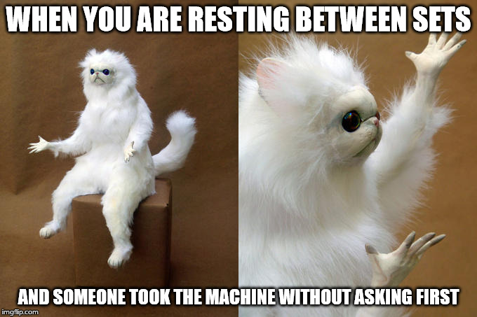 Persian Cat Room Guardian Meme | WHEN YOU ARE RESTING BETWEEN SETS; AND SOMEONE TOOK THE MACHINE WITHOUT ASKING FIRST | image tagged in persian cat room guardian | made w/ Imgflip meme maker