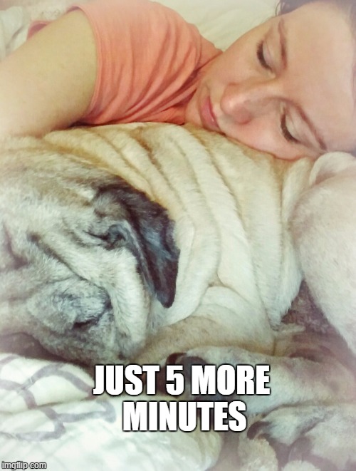 JUST 5 MORE MINUTES | image tagged in sleepy,bed,pugs | made w/ Imgflip meme maker
