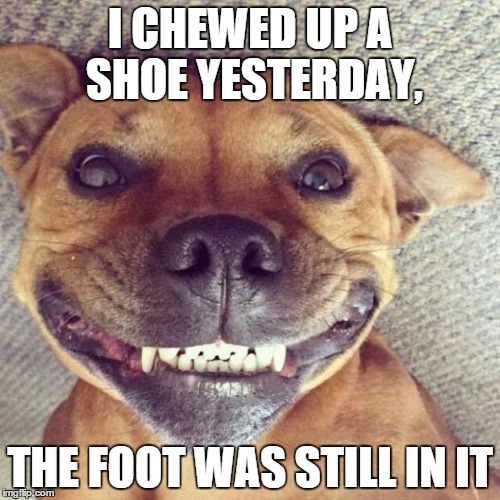 Smiling dog | I CHEWED UP A SHOE YESTERDAY, THE FOOT WAS STILL IN IT | image tagged in smiling dog | made w/ Imgflip meme maker