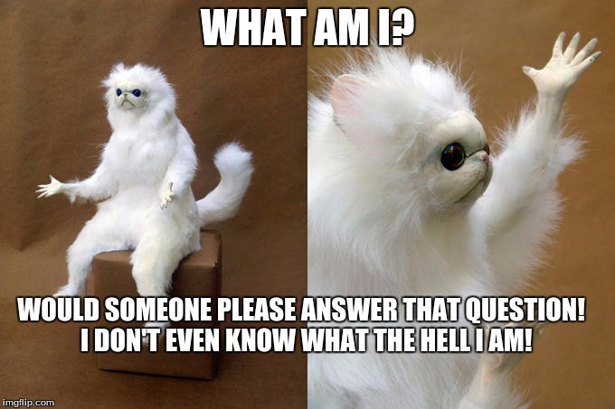 Persian Cat Room Guardian Meme | WHAT AM I? WOULD SOMEONE PLEASE ANSWER THAT QUESTION!  I DON'T EVEN KNOW WHAT THE HELL I AM! | image tagged in persian cat room guardian | made w/ Imgflip meme maker