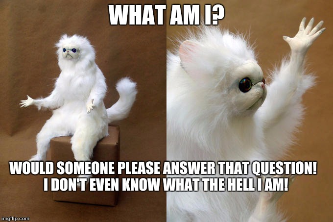 Persian Cat Room Guardian | WHAT AM I? WOULD SOMEONE PLEASE ANSWER THAT QUESTION!  I DON'T EVEN KNOW WHAT THE HELL I AM! | image tagged in persian cat room guardian | made w/ Imgflip meme maker