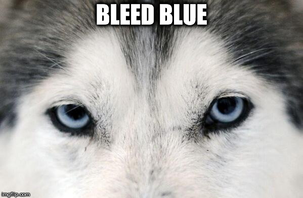 Uconn Huskies | BLEED BLUE | image tagged in uconn,huskies | made w/ Imgflip meme maker