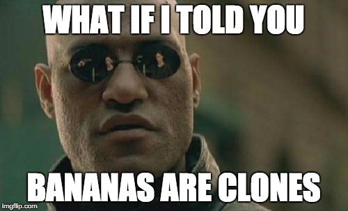 Matrix Morpheus Meme | WHAT IF I TOLD YOU BANANAS ARE CLONES | image tagged in memes,matrix morpheus | made w/ Imgflip meme maker