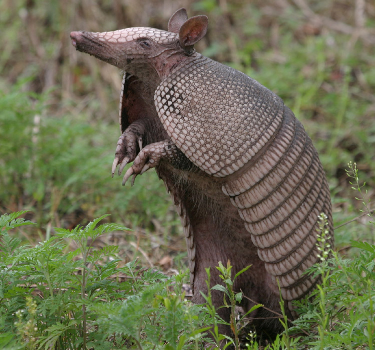 Dat Armadillo Blank Template - Imgflip