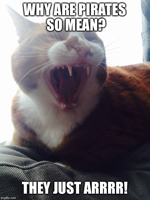 Corny cat | WHY ARE PIRATES SO MEAN? THEY JUST ARRRR! | image tagged in corny | made w/ Imgflip meme maker