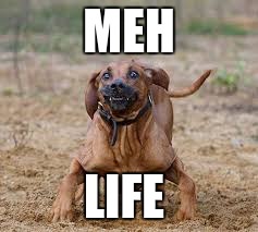 MEH; LIFE | image tagged in mehz | made w/ Imgflip meme maker