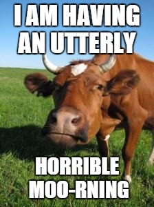 Sad Cow | I AM HAVING AN UTTERLY; HORRIBLE MOO-RNING | image tagged in sad cow | made w/ Imgflip meme maker