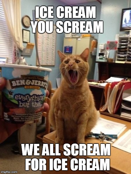Who doesn't get excited about ice cream? | ICE CREAM YOU SCREAM; WE ALL SCREAM FOR ICE CREAM | image tagged in cat,icecream,funny | made w/ Imgflip meme maker