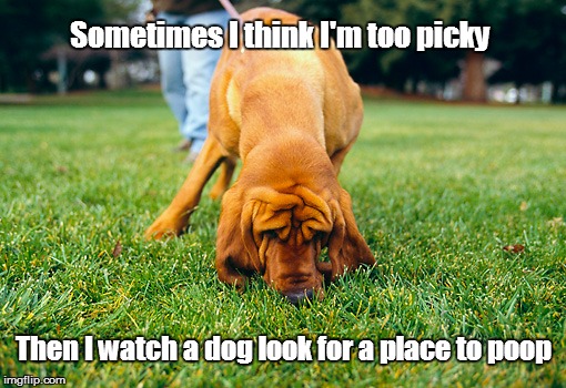 SERIOUS BUSINESS! | Sometimes I think I'm too picky; Then I watch a dog look for a place to poop | image tagged in funny,dog,picky | made w/ Imgflip meme maker
