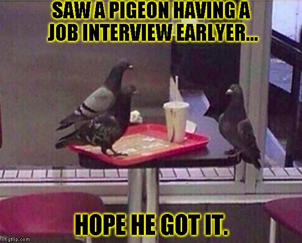 Pigeon job interview? | SAW A PIGEON HAVING A JOB INTERVIEW EARLYER... HOPE HE GOT IT. | image tagged in funny,pigeons,memes,job,fast food | made w/ Imgflip meme maker
