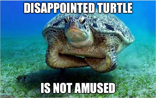 Disappointed turtle | DISAPPOINTED TURTLE; IS NOT AMUSED | image tagged in disappointed turtle | made w/ Imgflip meme maker