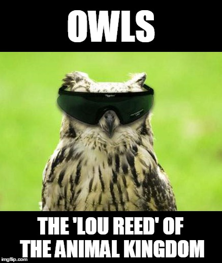 Owls are cool... | OWLS; THE 'LOU REED' OF THE ANIMAL KINGDOM | image tagged in humor,lou reed | made w/ Imgflip meme maker
