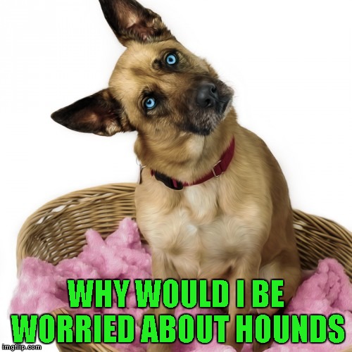 WHY WOULD I BE WORRIED ABOUT HOUNDS | made w/ Imgflip meme maker