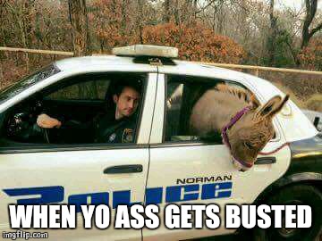 Donkey in Police Car | WHEN YO ASS GETS BUSTED | image tagged in donkey in police car | made w/ Imgflip meme maker