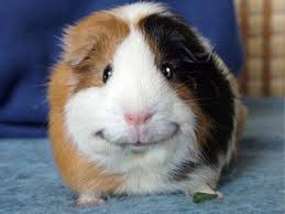 High Quality happy guinea pig Blank Meme Template