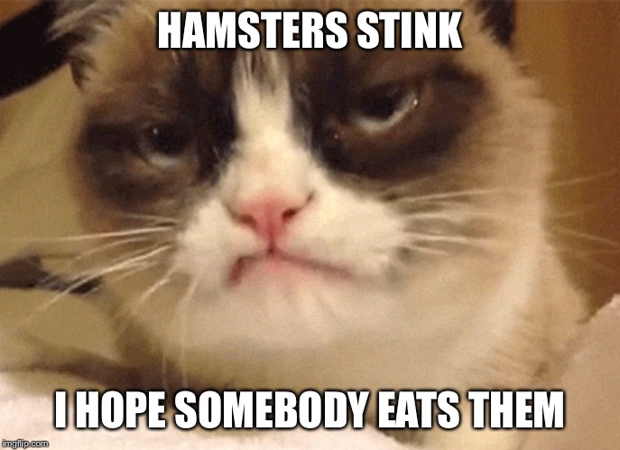 DISAPPROVING GRUMPY CAT | HAMSTERS STINK I HOPE SOMEBODY EATS THEM | image tagged in disapproving grumpy cat | made w/ Imgflip meme maker