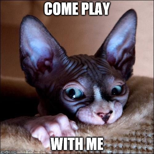 COME PLAY; WITH ME | image tagged in cat | made w/ Imgflip meme maker