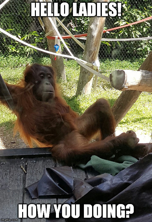 Dead Sexy | HELLO LADIES! HOW YOU DOING? | image tagged in sexy,ladies,orangutan | made w/ Imgflip meme maker